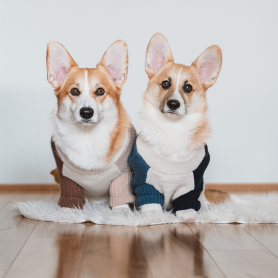 pembroke welsh corgi dogs two adult pembroke welsh corgi dogs